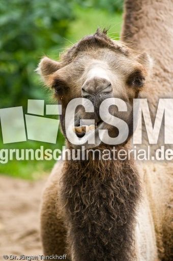 Kamel (38 von 108).jpg